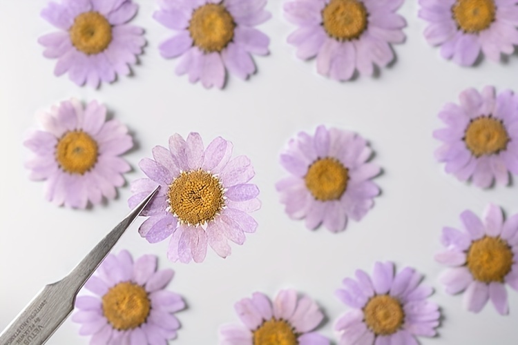 20 Pezzi Fiori Pressati Secchi Foglie Secche Vere Kit Erbe - Temu Italy