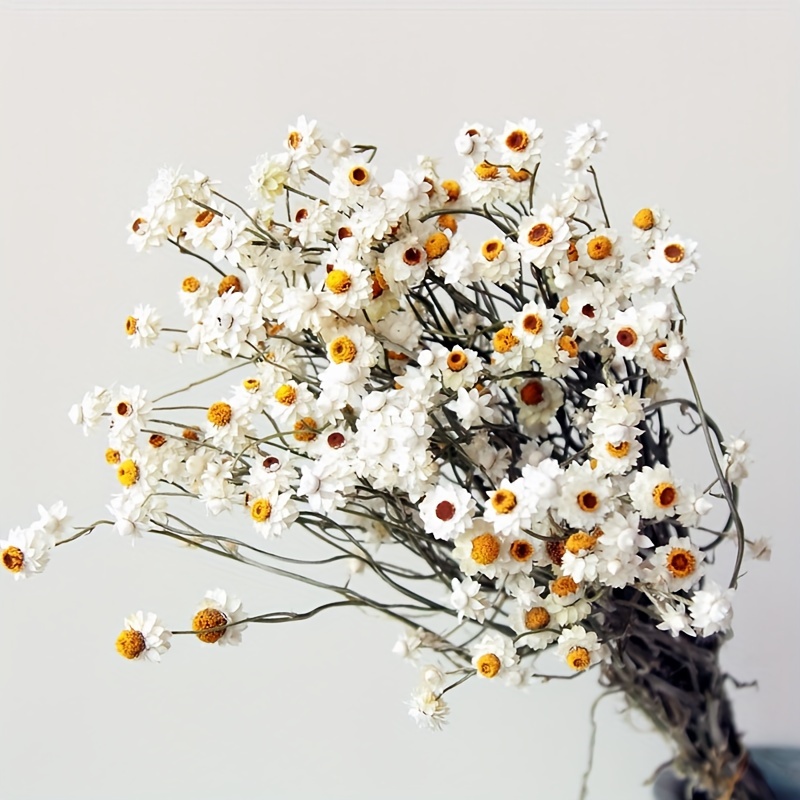  1 ramo de flores secas naturales, flores naturales, decoración  de fiesta de boda (color blanco) : Hogar y Cocina