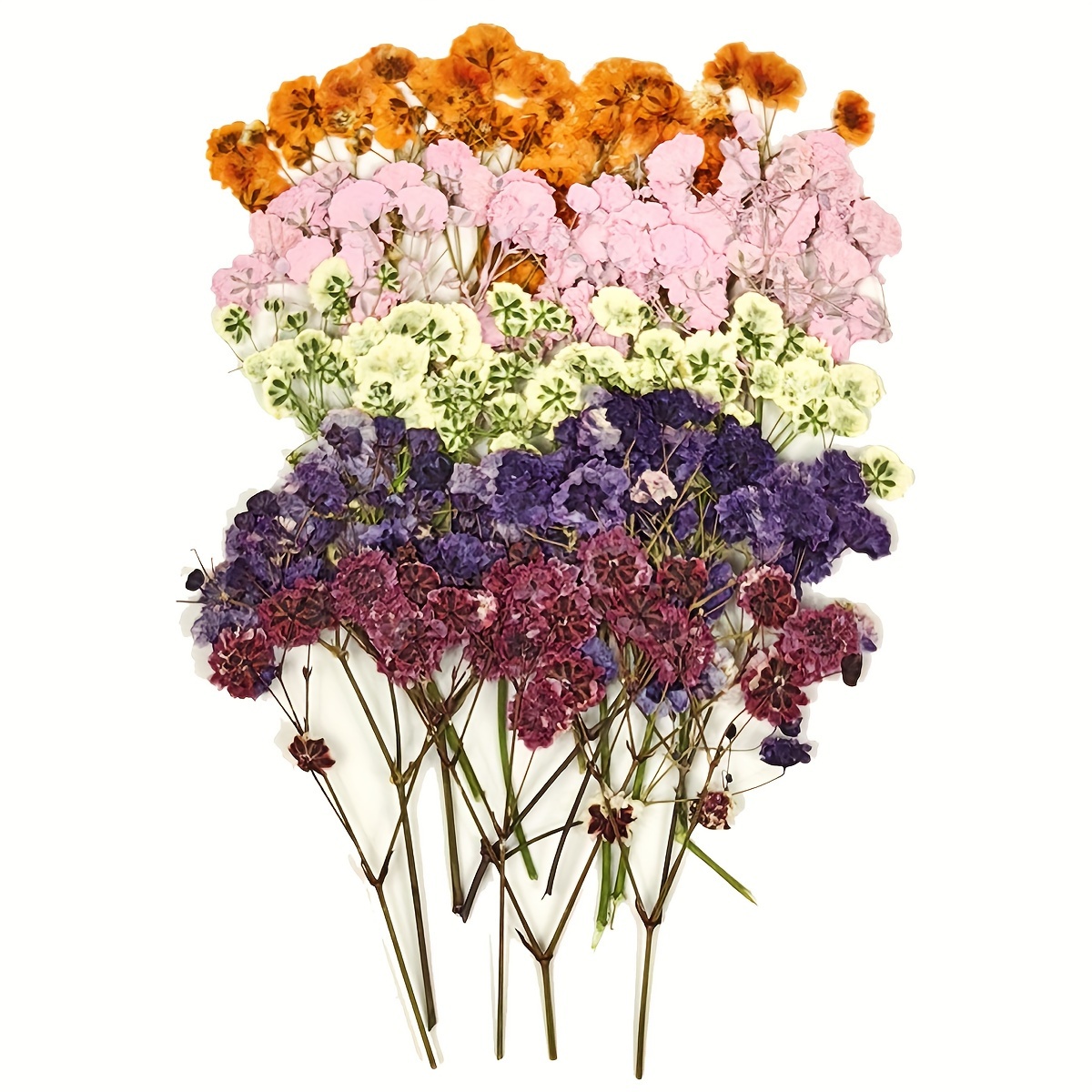 100pcs Mini Flores De Colorido Natural DIY Flores Secas - Temu