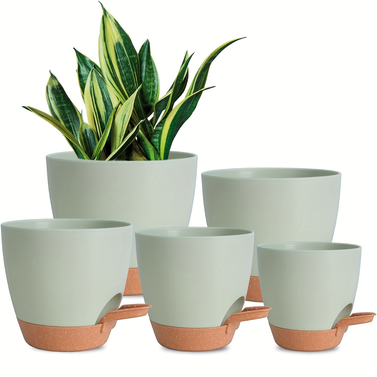 dracaena tricolour Large Dracaena Marginata Tricolor (203cm) in Nursery Grow Pot  Pulpy Garden