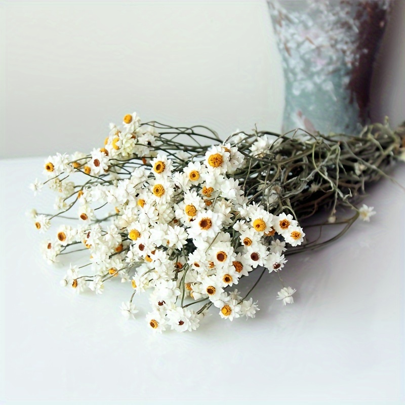 Dried Daisy Flowers Bouquet Real Dry White Flowers - Temu