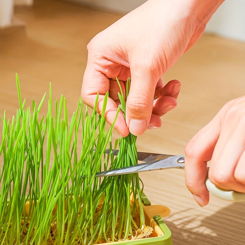 Jardinière Hydroponique D'herbe À Chat, 1 Pièce, Kit De Culture D