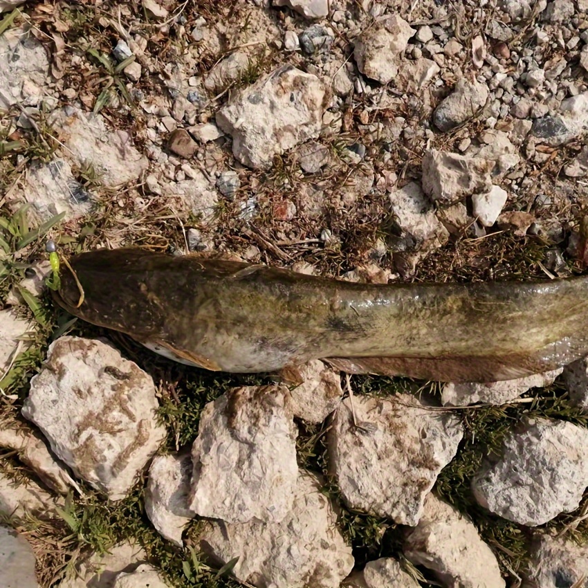 Maotalife Soft Plastic Fishing Lures Plastic Worms Soft Swimbait Bass Lures Swim  Baits Lures for Bass Fishing Worms for Bass Trout Walleye Freshwater  Saltwater 3.35′ 10pcs(White-Orange) – Maota Life