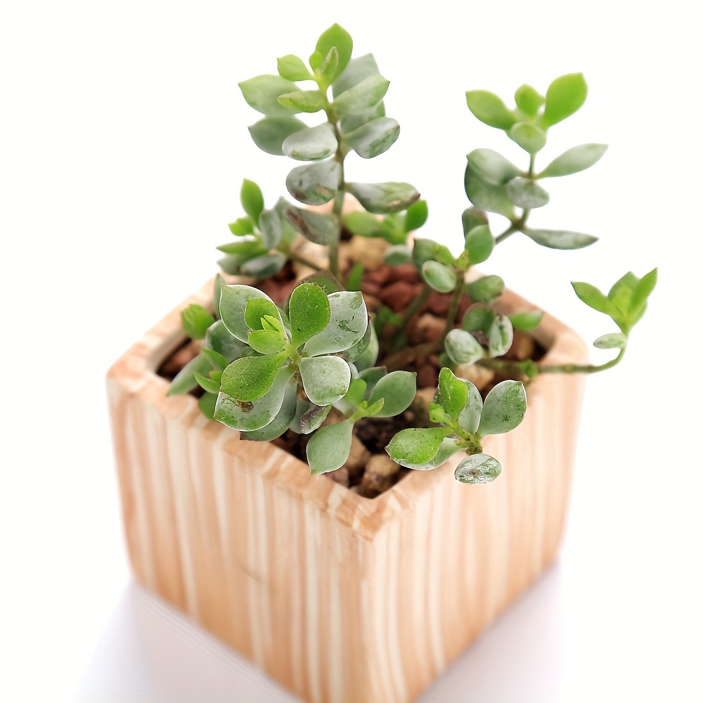 Acheter modèle Miniature Plantes Pots de Plantes Modèle Craft