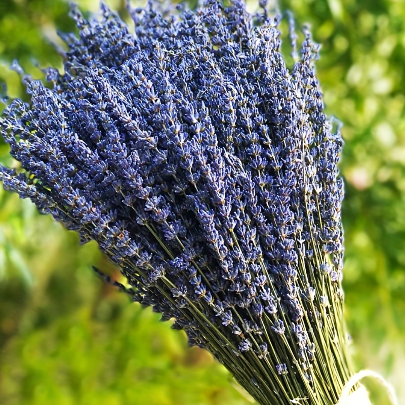 100% Natural Dried Lavender Flowers Bunches For Home - Temu