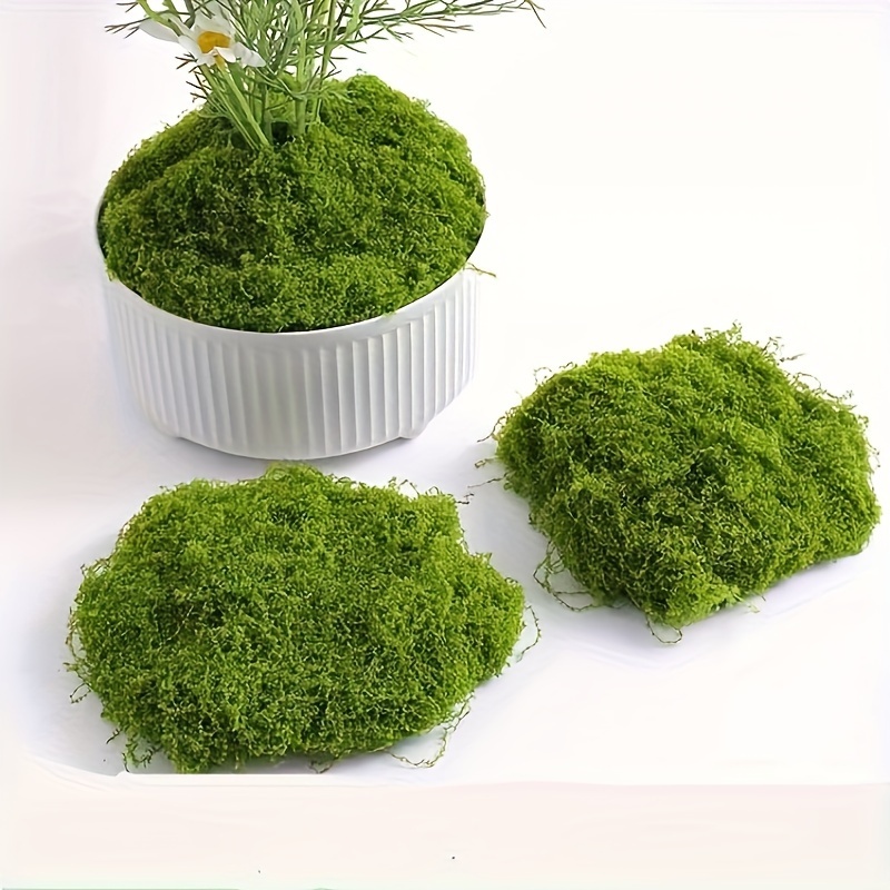 Moss 3.5OZ Preserved Moss for Potted Plants Natural Fresh Green