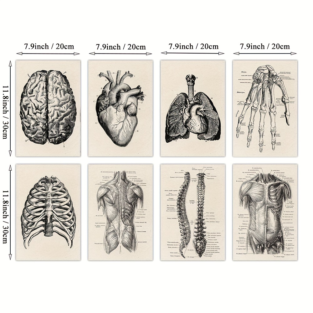 Poster anatomie vintage