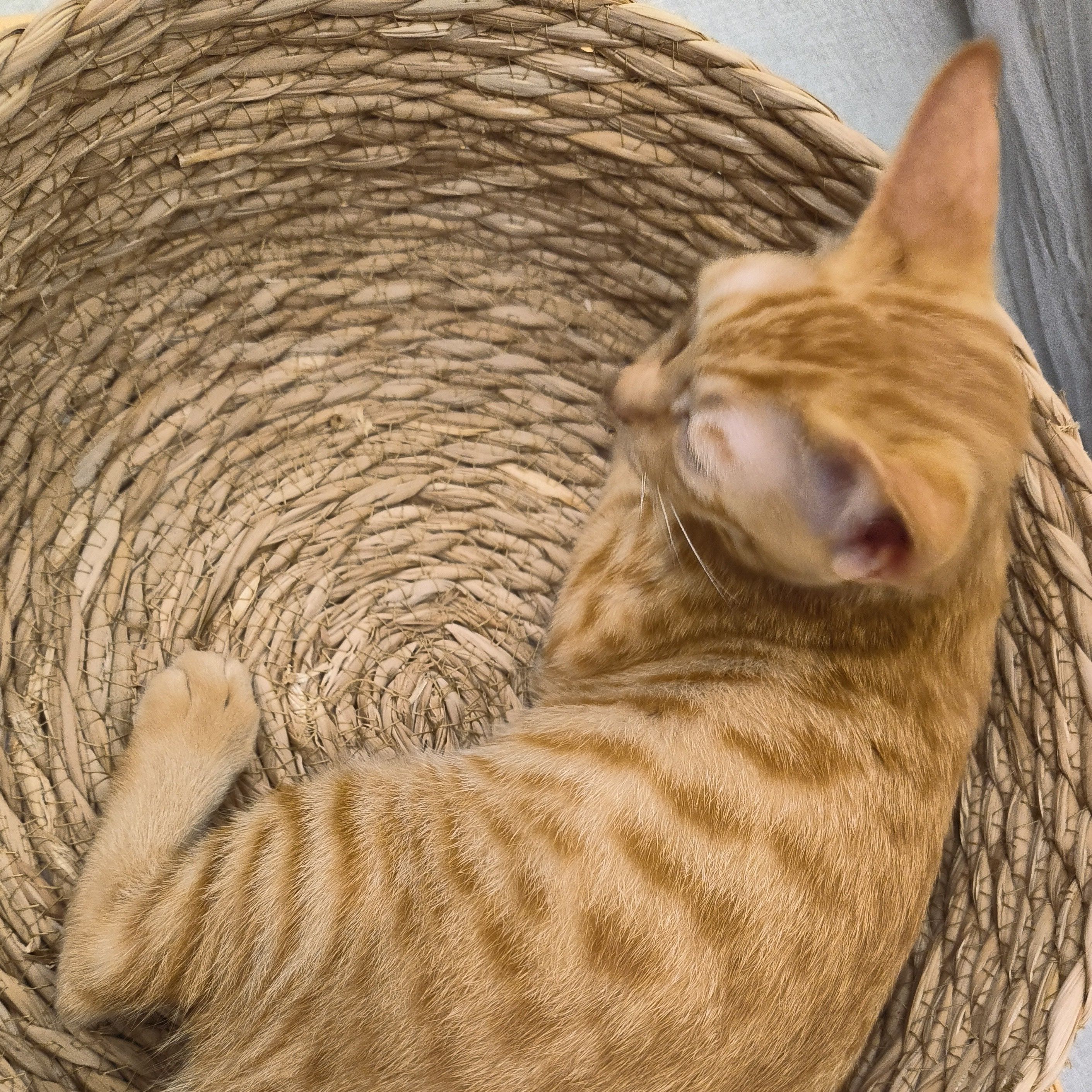 Handmade Straw Woven Kennel Cat Nest Kitten Scratching Sleeping