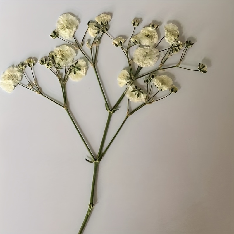 Baby's Breath Dried Pressed Flower Decorative Specimen-DIY