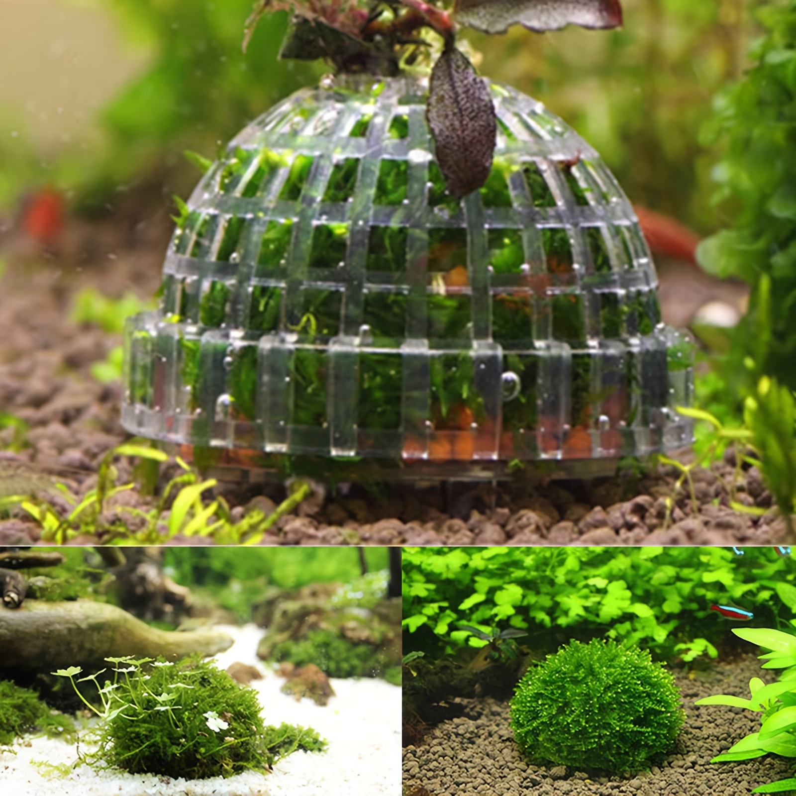 Decorations Aquarium Marimo Moss Ball Live Plants Filter For Java Shrimps  Fish Tank Ornaments Drop Delivery Home Garden Pet Supplies Dhvkd From  Lavacakeshop, $29.67