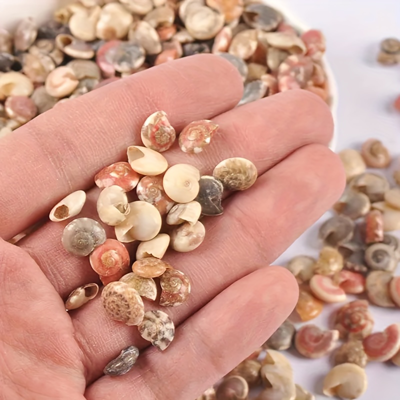 

100pcs Holeless Natural Mini Spiral Beach Shells For Diy Handmade Crafts Special Home Decorations Jewelry Making Accessories