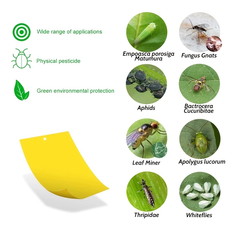  60 Pcs Sticky Traps Gnat Trap, Fruit Fly Trap Fungus Gnat  Killer Indoor Plant Traps, Insect & Fungus Gnats, Whiteflies, Aphids,  Leafminers, Plant Traps : Patio, Lawn & Garden