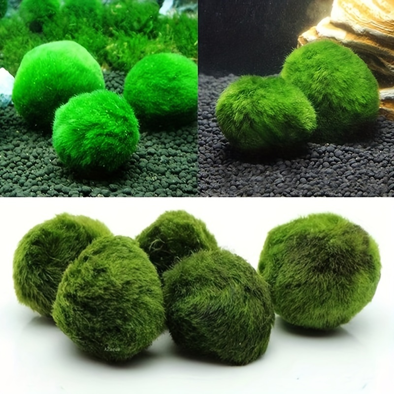 Marimo Moss Balls Aquarium Fish Tank Ornament Simulation - Temu