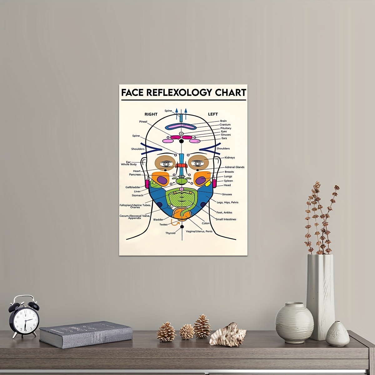 Anatomia Muscoli Facciali Poster Anatomia Viso Pad Grasso - Temu Switzerland