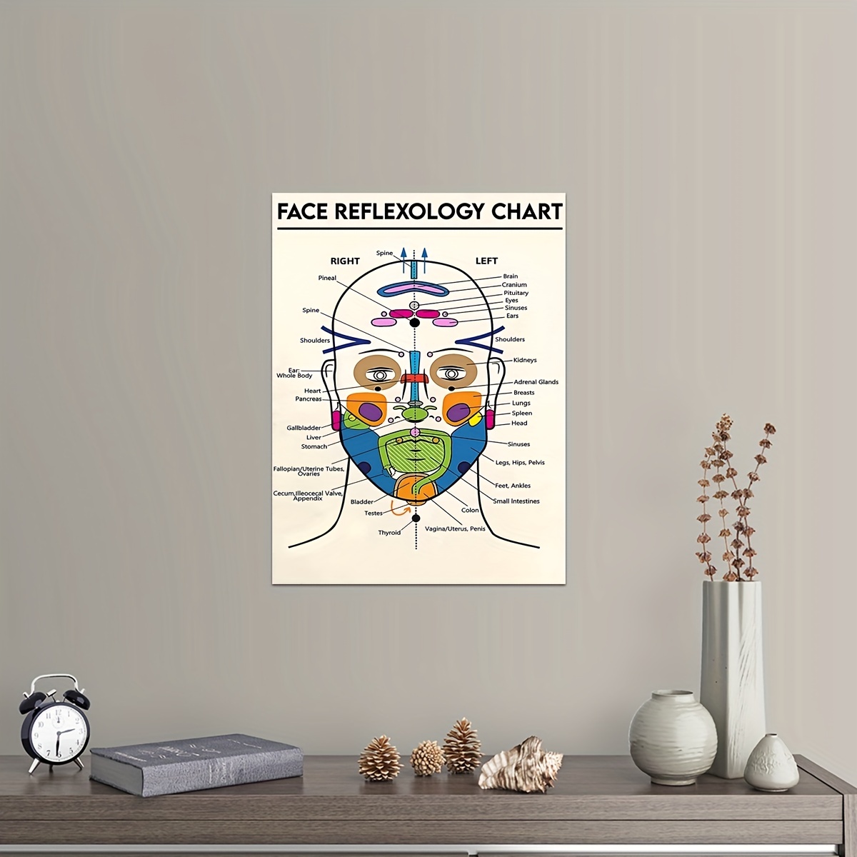 1pc Poster Anatomia Viso Muscoli Facciali E Vene Arte - Temu Switzerland