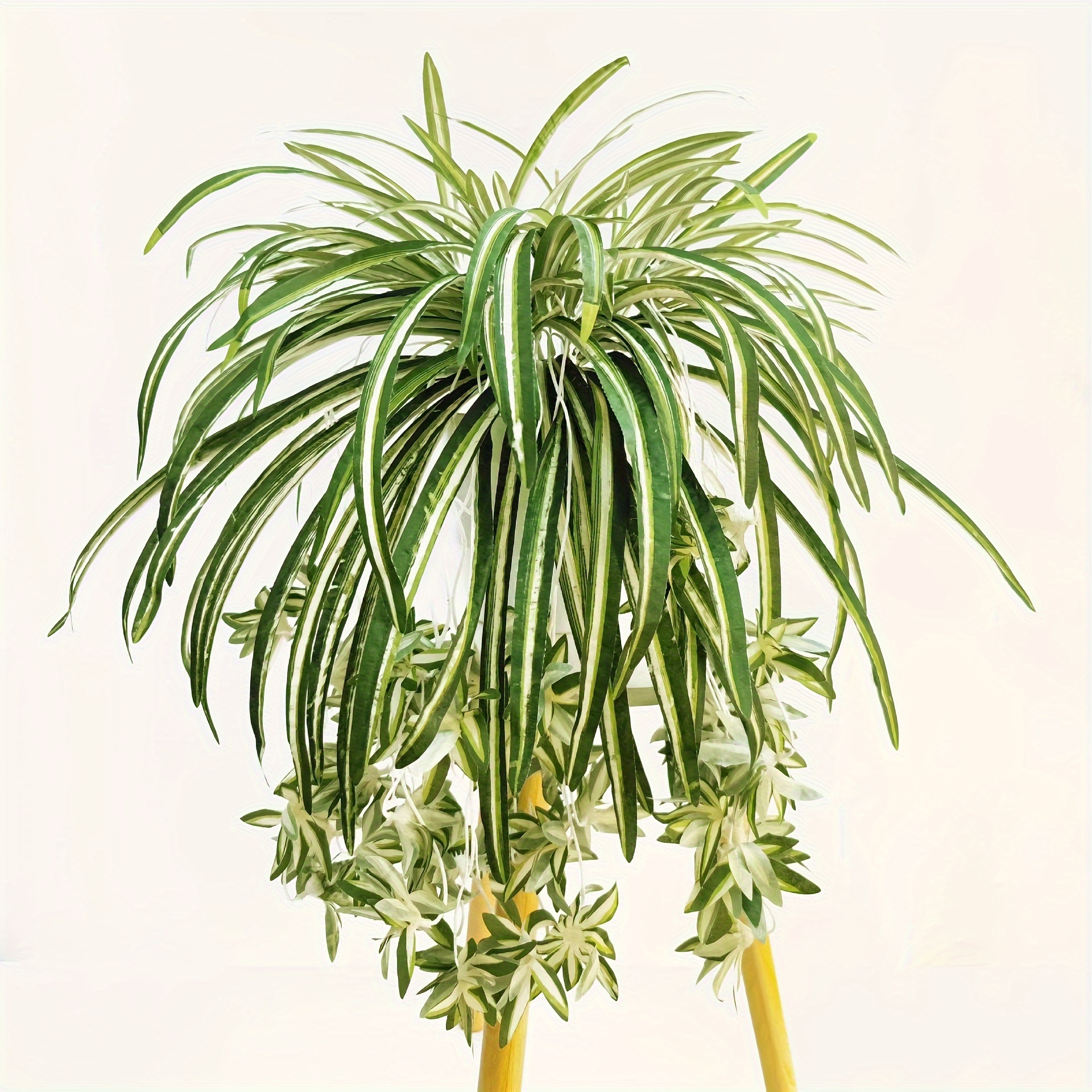 jade sansevieria Sansevieria trifasciata 'Jade Star' (4