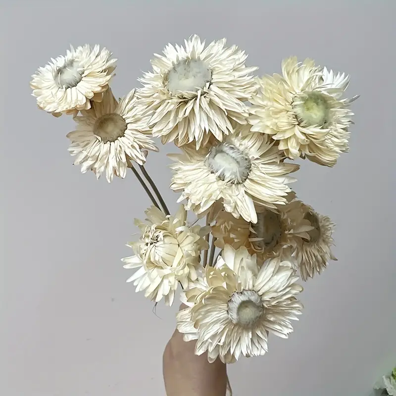 Natural Dried Daisy Flowers Bouquet Multicolor Daisies - Temu