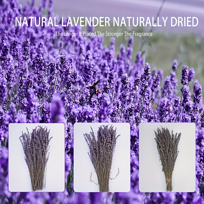 1 Pacco Fiori Lavanda Essiccati Steli Fiori Lavanda Naturali - Temu Italy