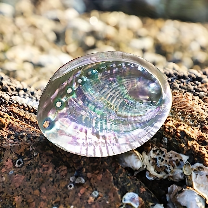 Coquille d'Ormeau - Abalone naturel - 10 à 12 cm