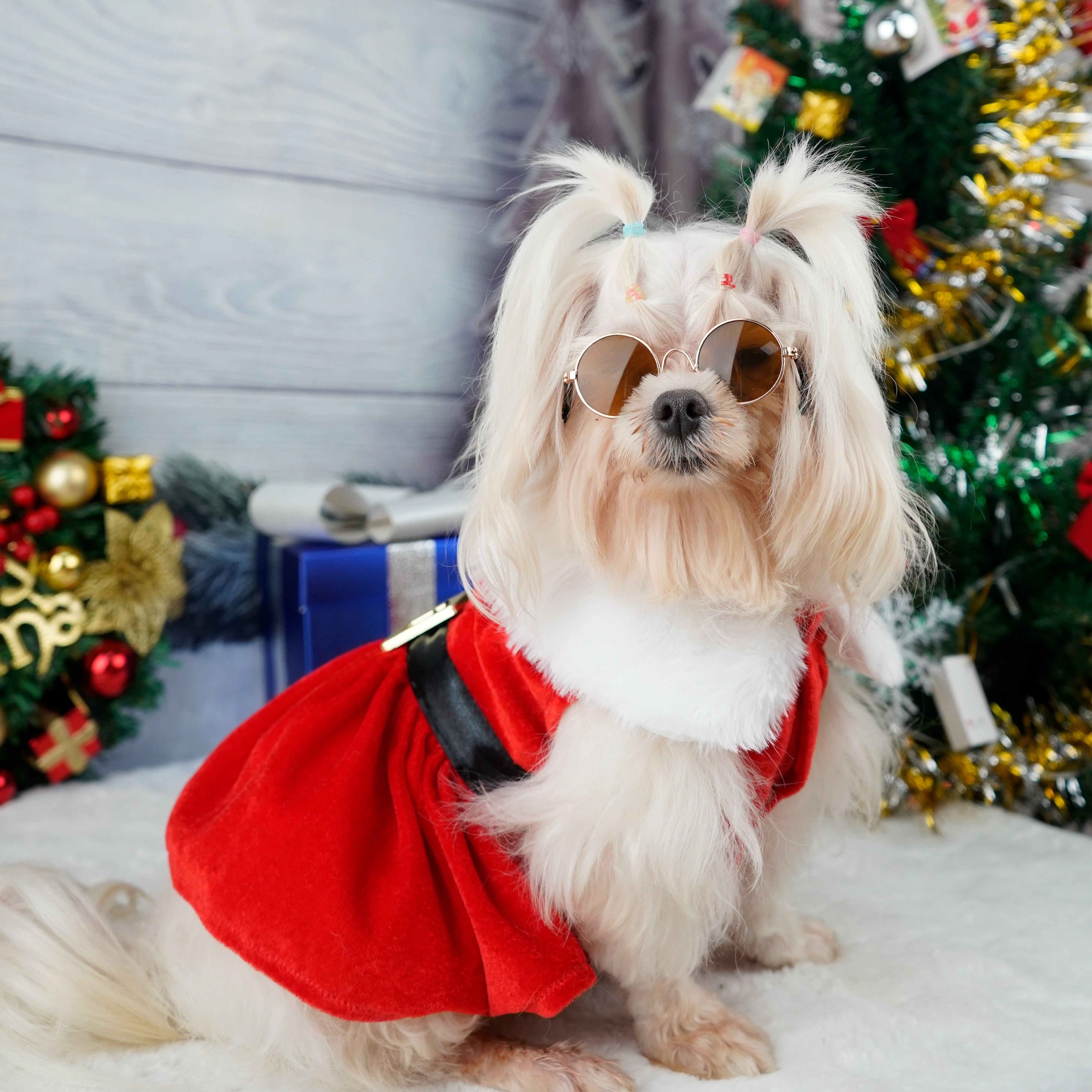 Small dog christmas on sale dresses