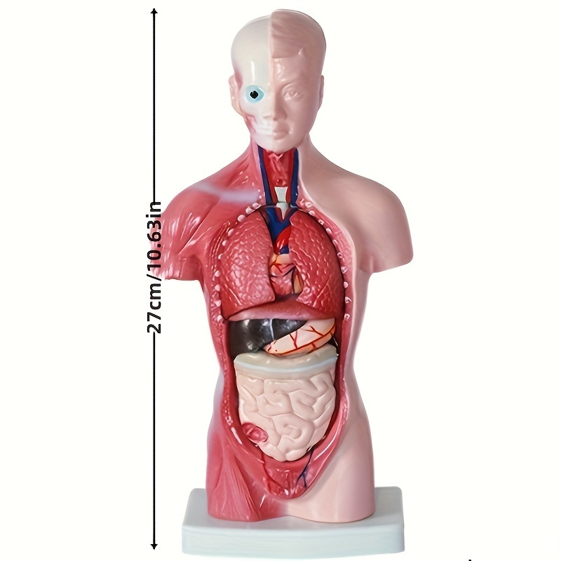 1 Juego Torso Humano Unisex Modelo Anatómico Anatomía - Temu Chile