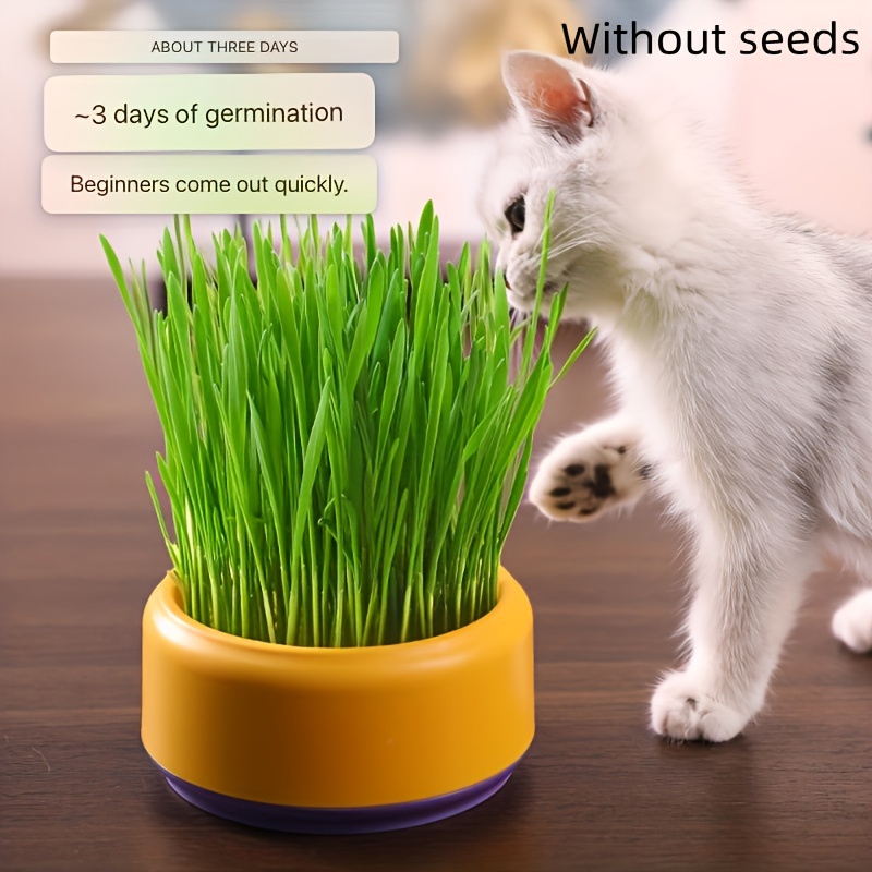 KIIDAS Kit de culture d'herbe à chat – Jardinière hydroponique