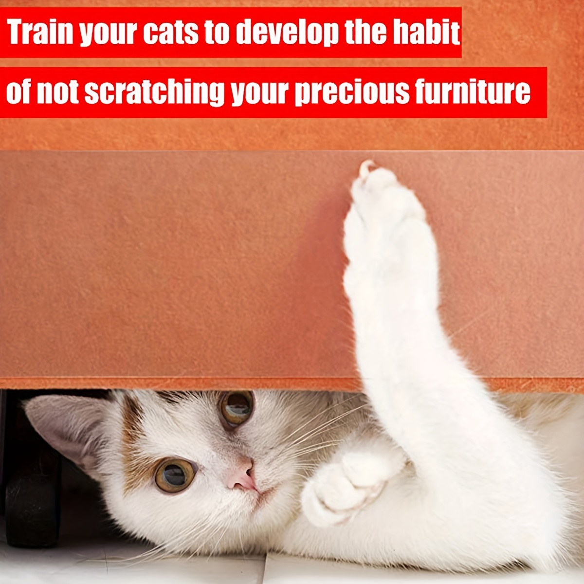 How to train cats not to scratch clearance carpet