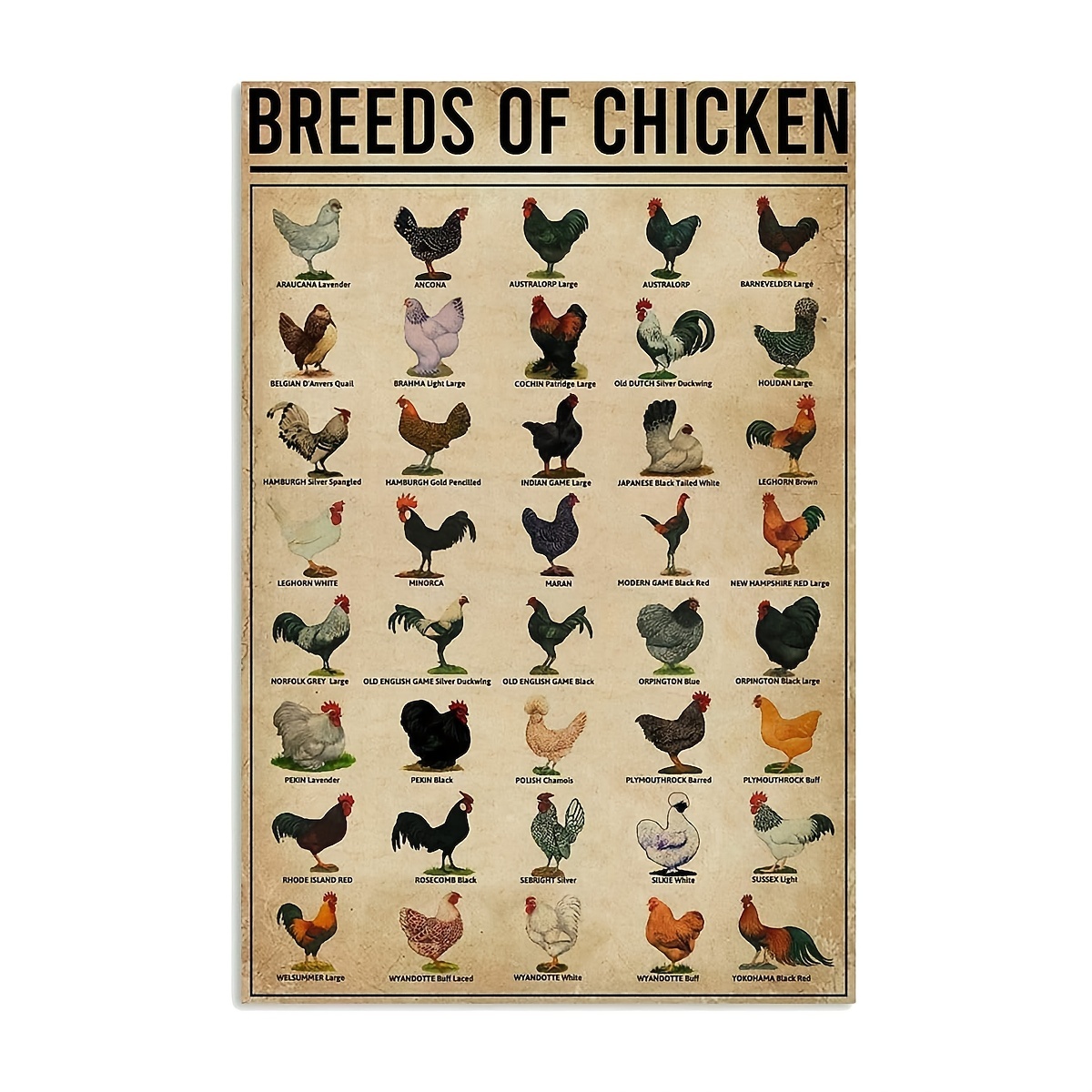 Breeds Of Chickens Poster Vintage Metal Tin Signs Coffee - Temu United Arab  Emirates