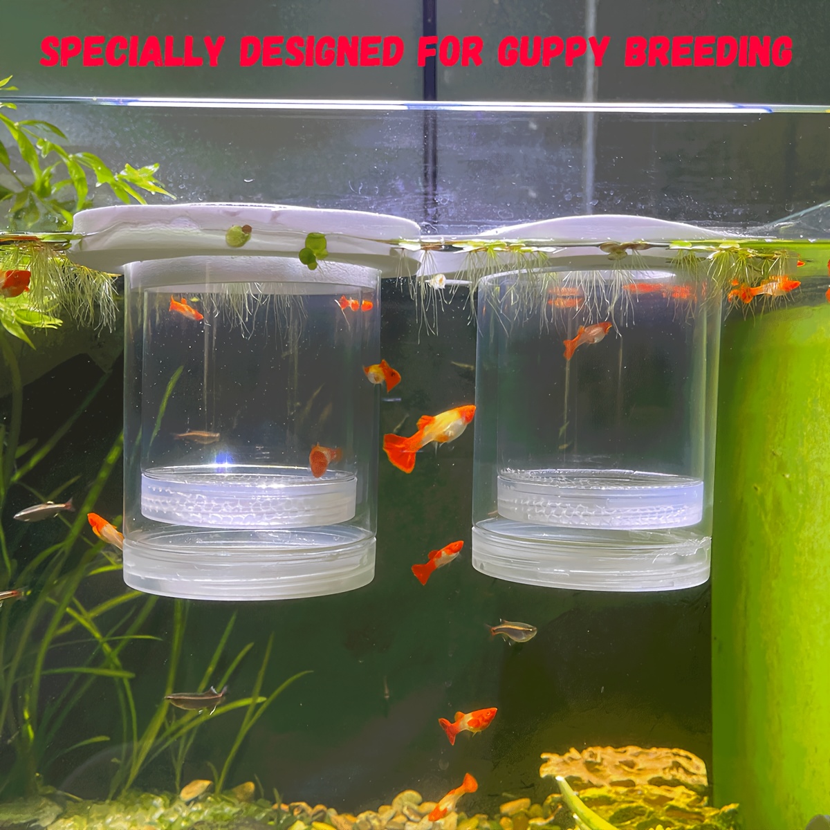 Boîte d'élevage de poissons d'aquarium portable, incubateur