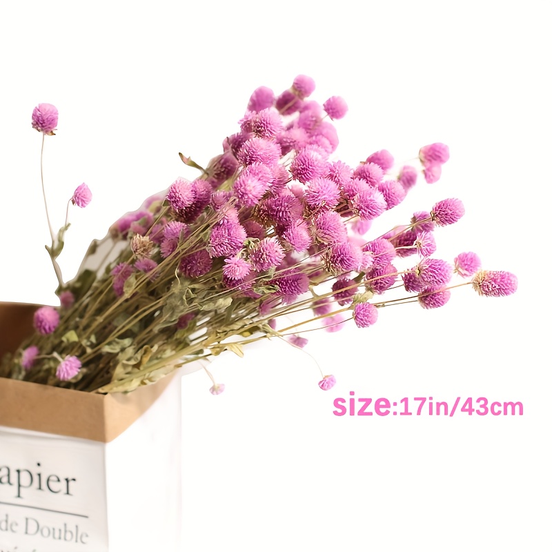 Pink Globe Amaranth, Dried Flowers