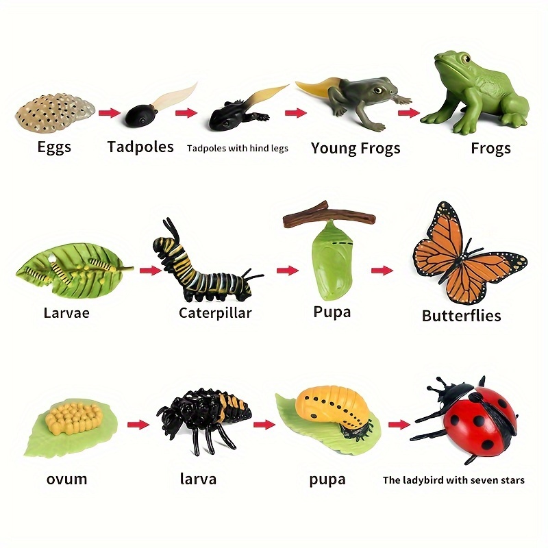  8PCS Life Cycle Figurines of Monarch Butterfly and Actias  Ningpoana, Realistic Education Insects Life Cycle Toys, Caterpillar to  Butterfly Kit Growth Life Stages Figures for Learning and Teaching Aids :  Toys
