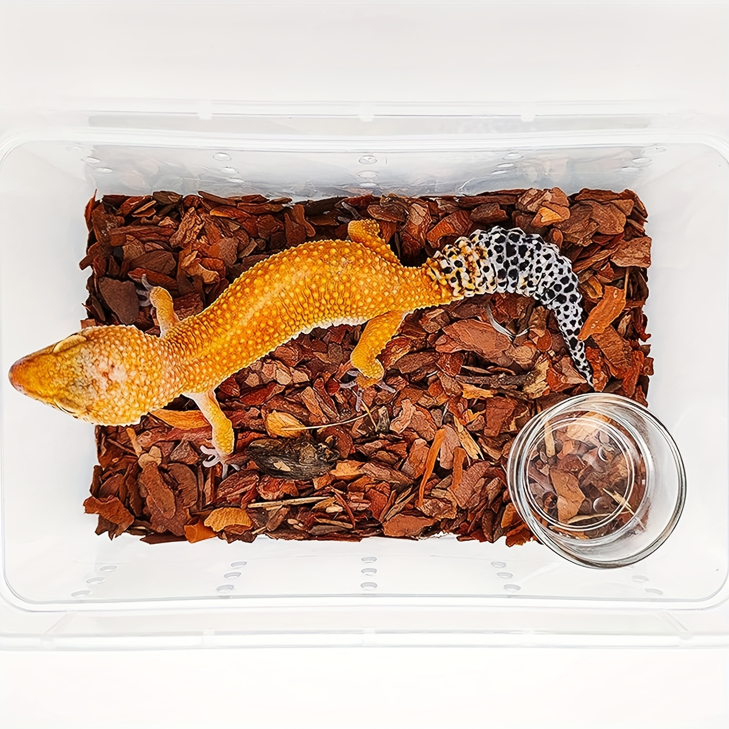 Crested gecko water on sale dish