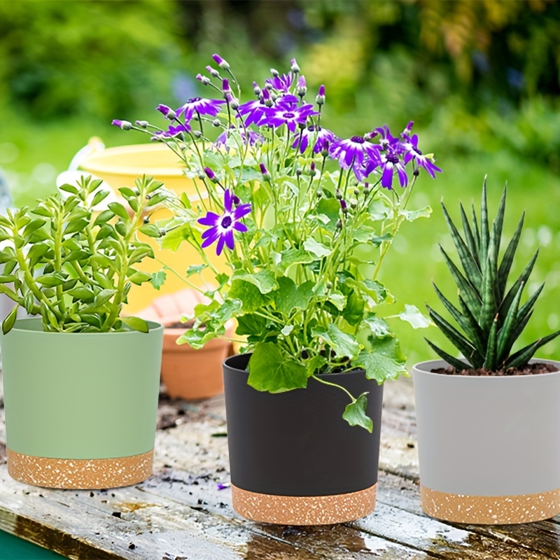 decorative outdoor plants
