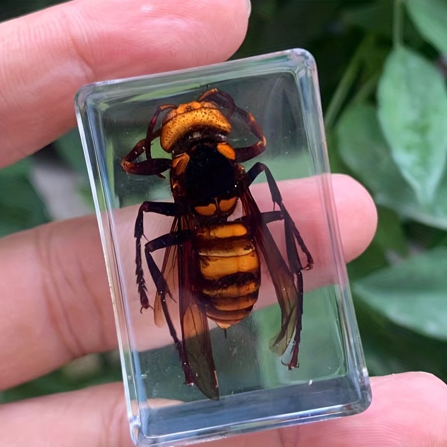 4Pcs Insect Specimen Amber Resin Insects Amber Resin Crafts