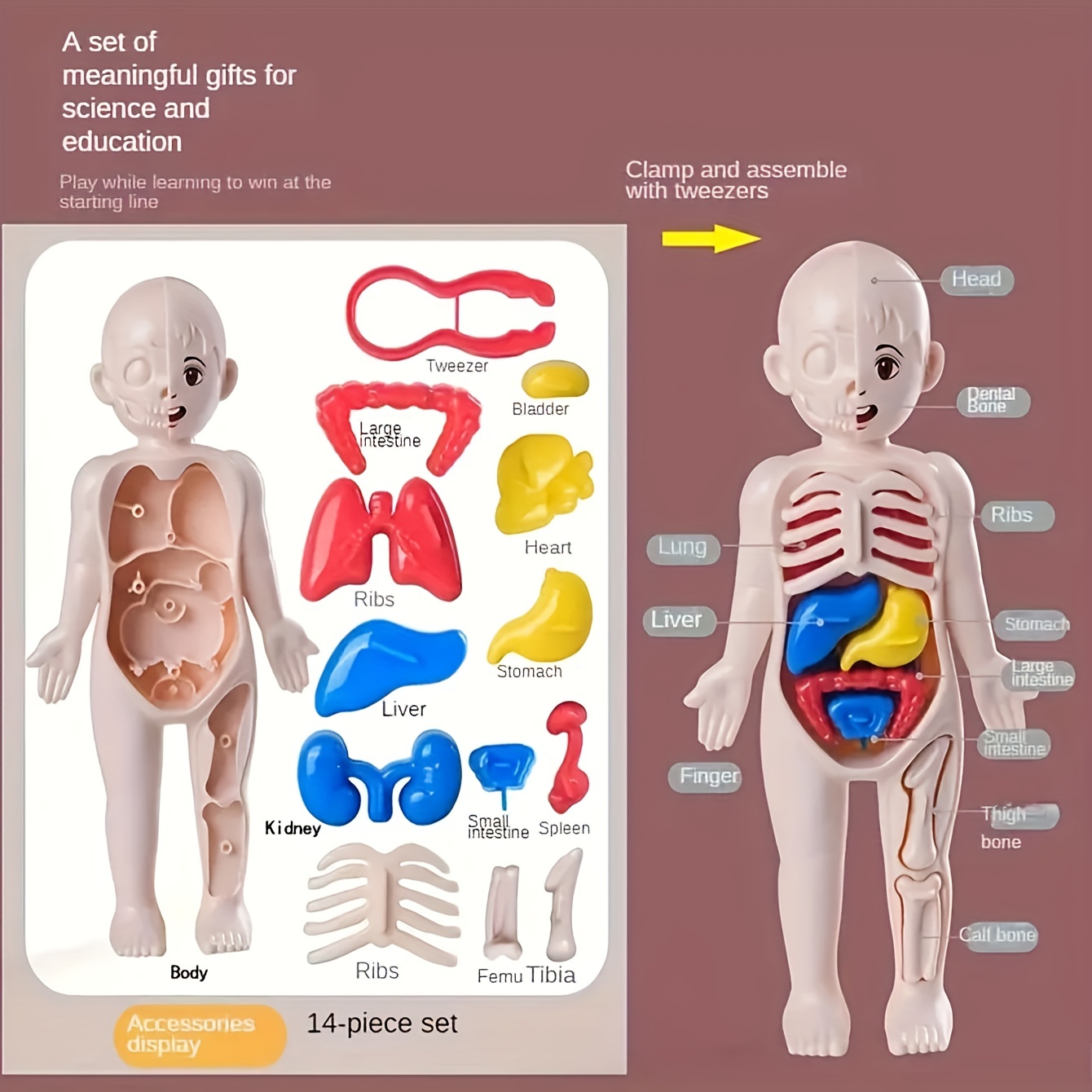 ギフト、感謝祭のギフト　Japan　パズル、人体解剖学モデル教育学習器官組立おもちゃ、人体器官モデル教育ツール、クリスマス　Temu　子供のモンテッソーリ　クリアランスディールでさらに節約　3d　ハロウィン