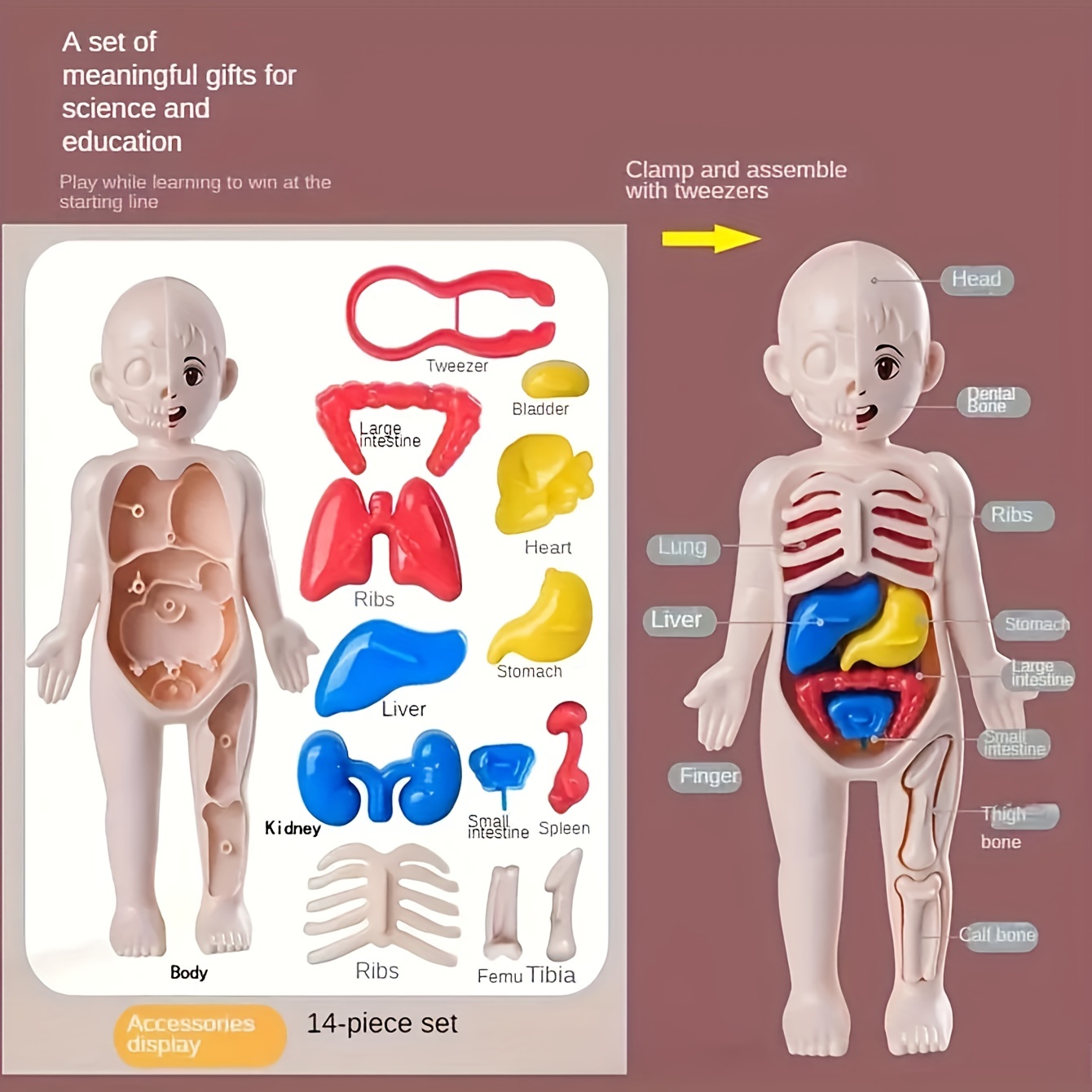 Kids' Educational Science Toy, STEM Game, Montado, Esqueleto do Corpo  Humano, Anatomia Órgãos, Bones Kit, Crianças