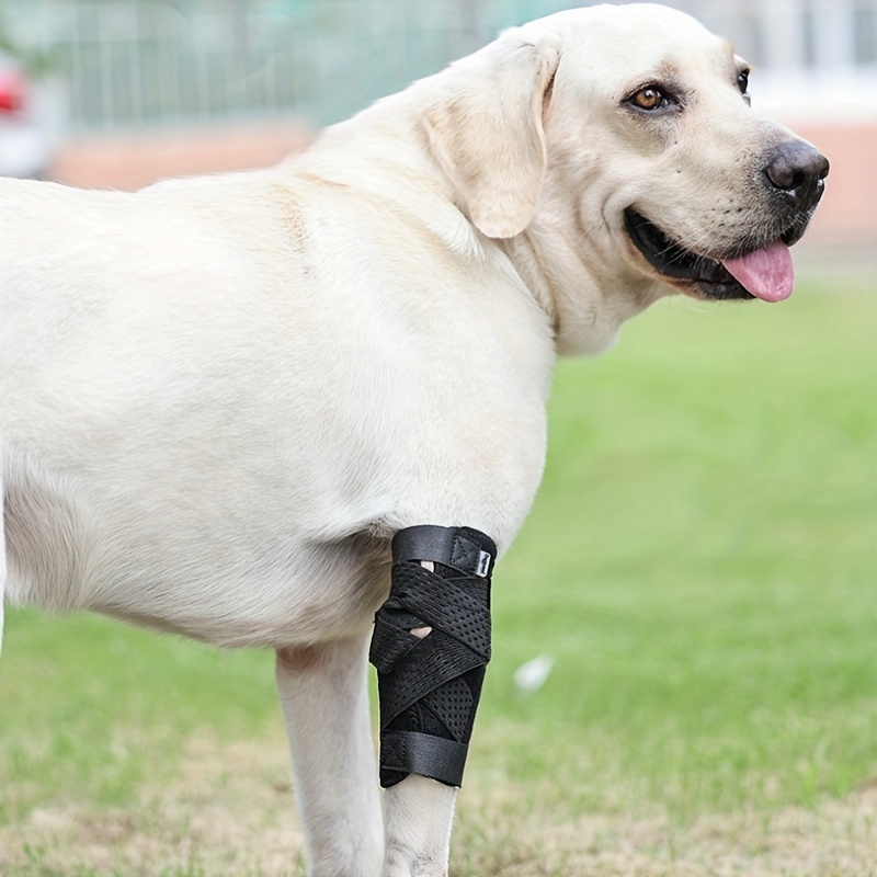 Pet Dog Leg Brace For Leg Injuries Injury And Sprain - Temu