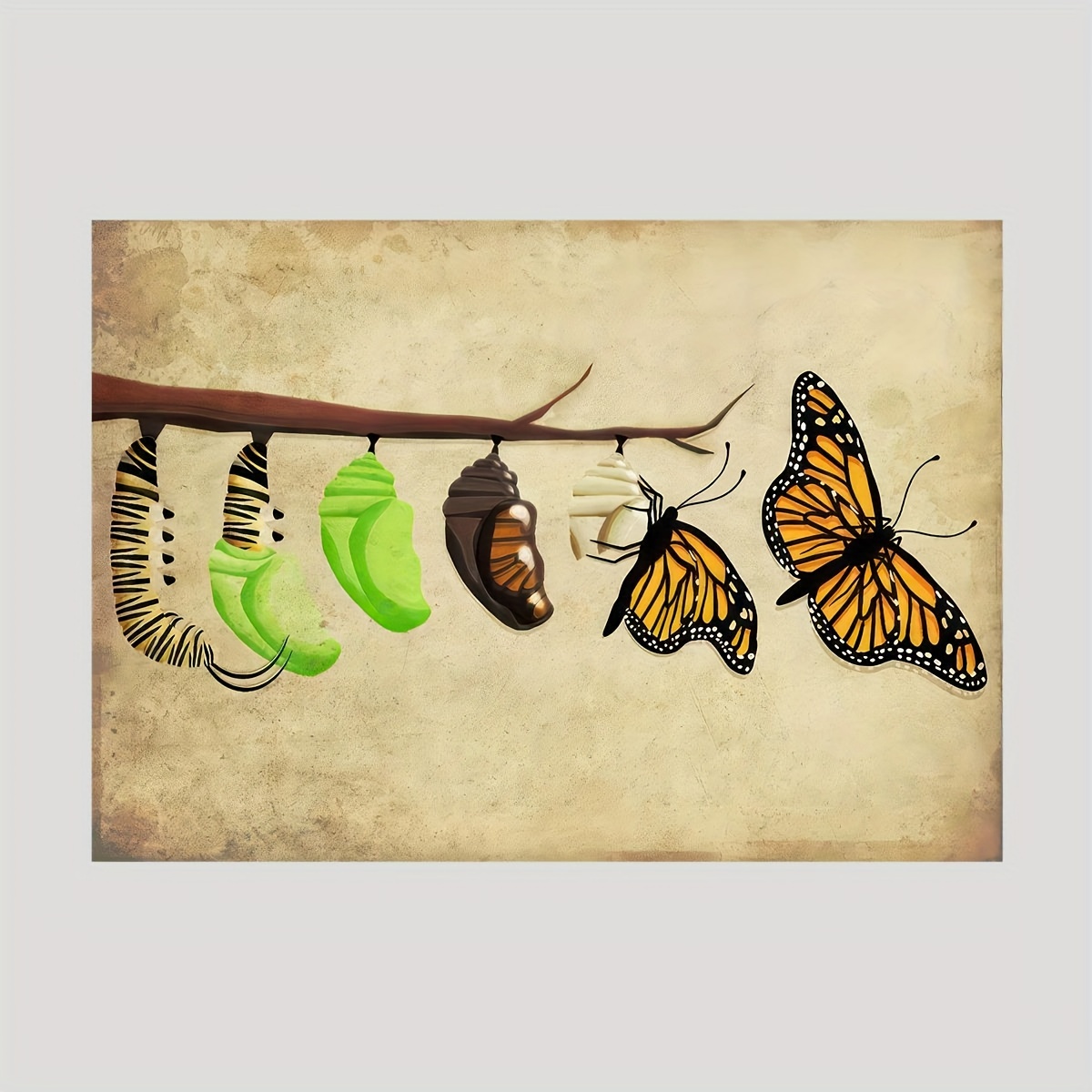 The Life Cycle of the Monarch Butterfly Poster II