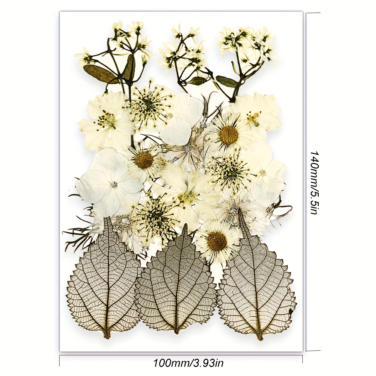 1 Dried Flowers for Resin, Natural Pressed Flowers Leaves for