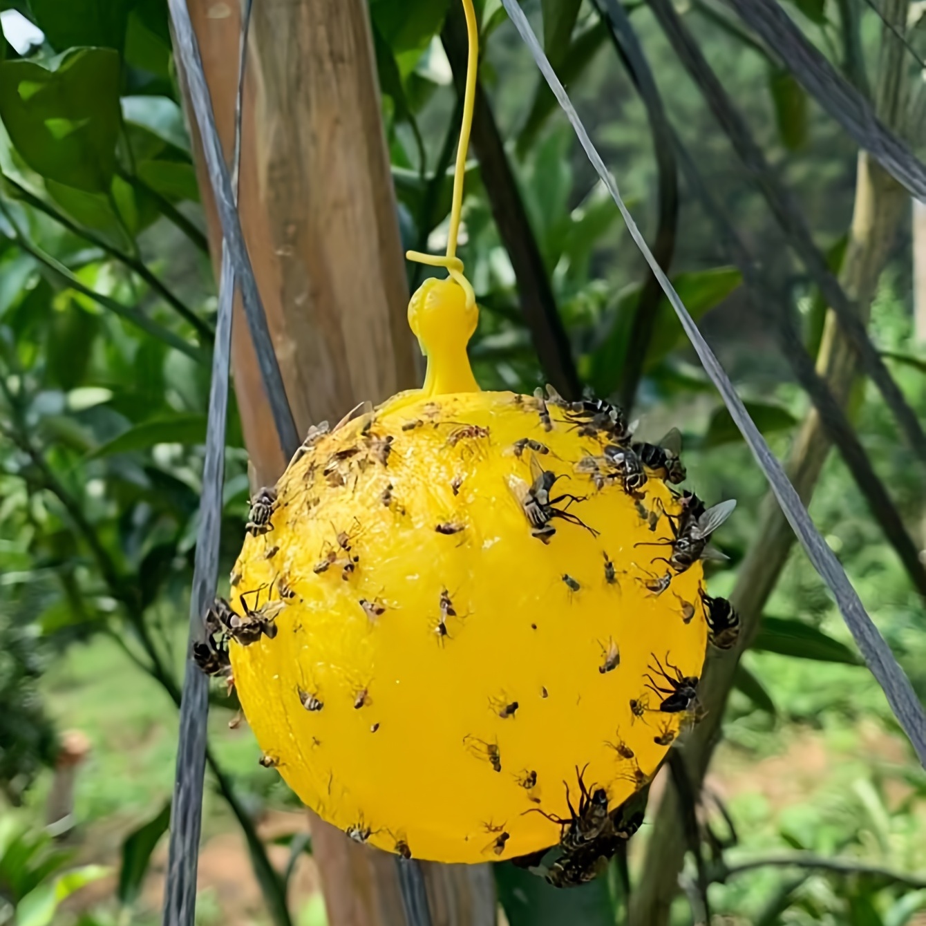 Fruit Fly Traps Yellow Sticky Traps Gnat Traps Insect Bug - Temu