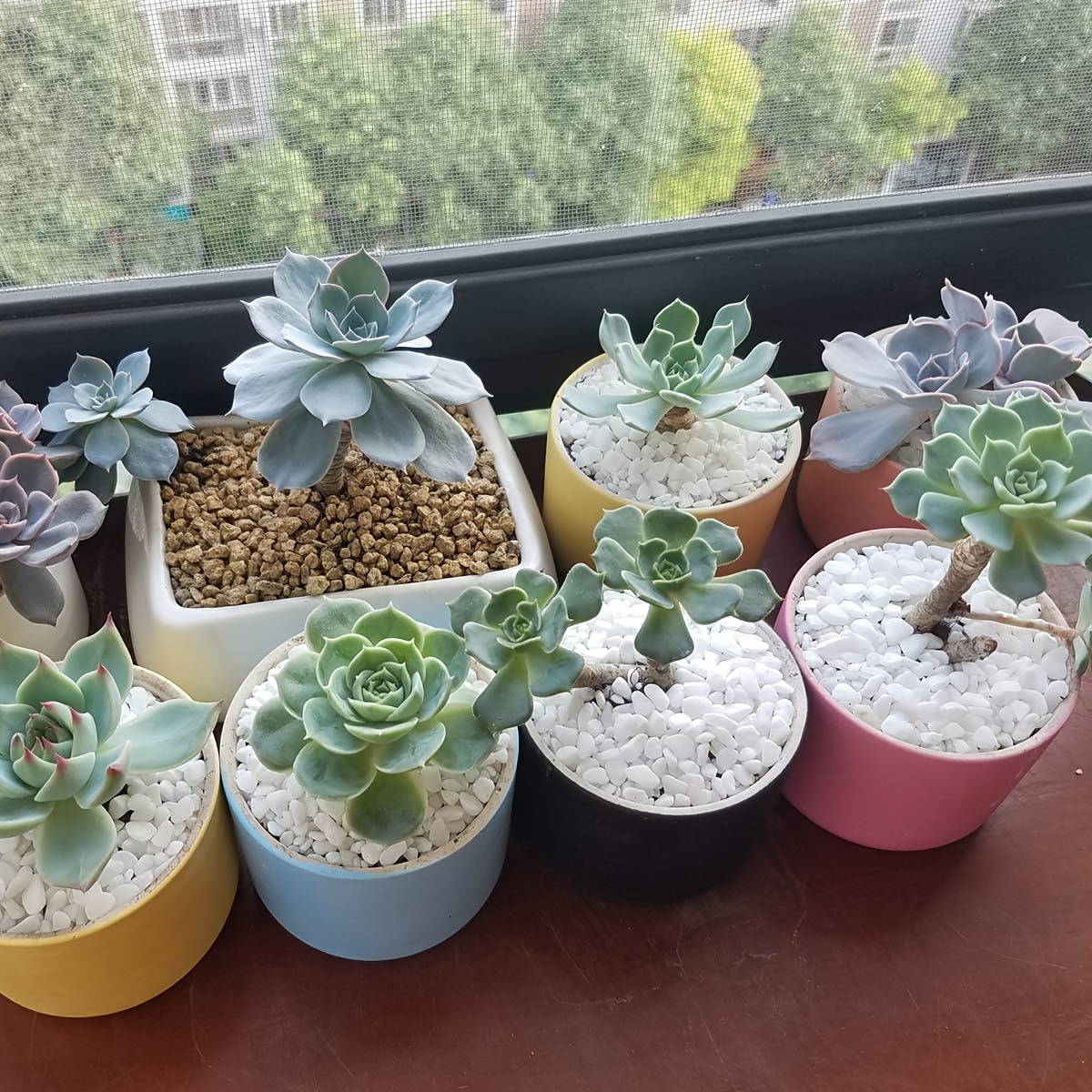 1 Confezione, Mini Rocce Bianche Pietra Ciottoli Decorativi Riempitivi Per  Vasi Piante Grasse Cactus Bonsai Pianta Fai Da Te Giardino Roccioso Esterno