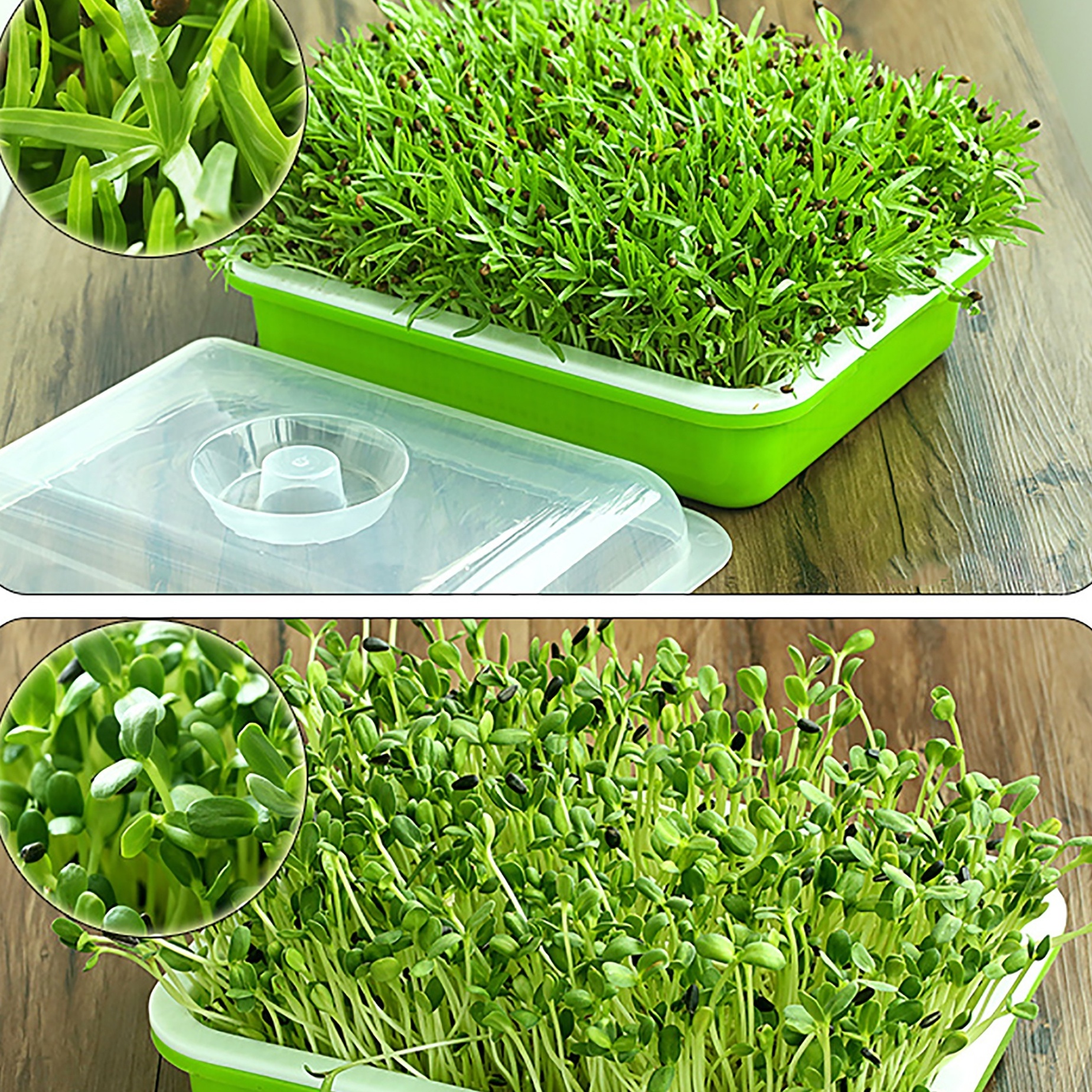 水耕栽培猫草ボックス種子スプラウタートレイ苗植え温室用グリーン