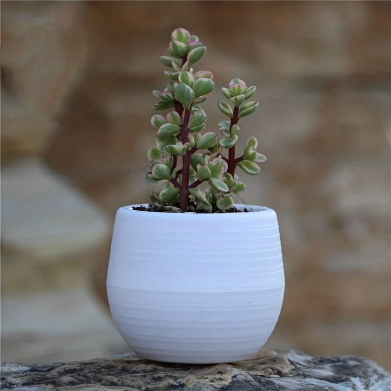 Acheter Mini Pot de fleur de plantes en Pot pour la décoration de bureau à  domicile coloré