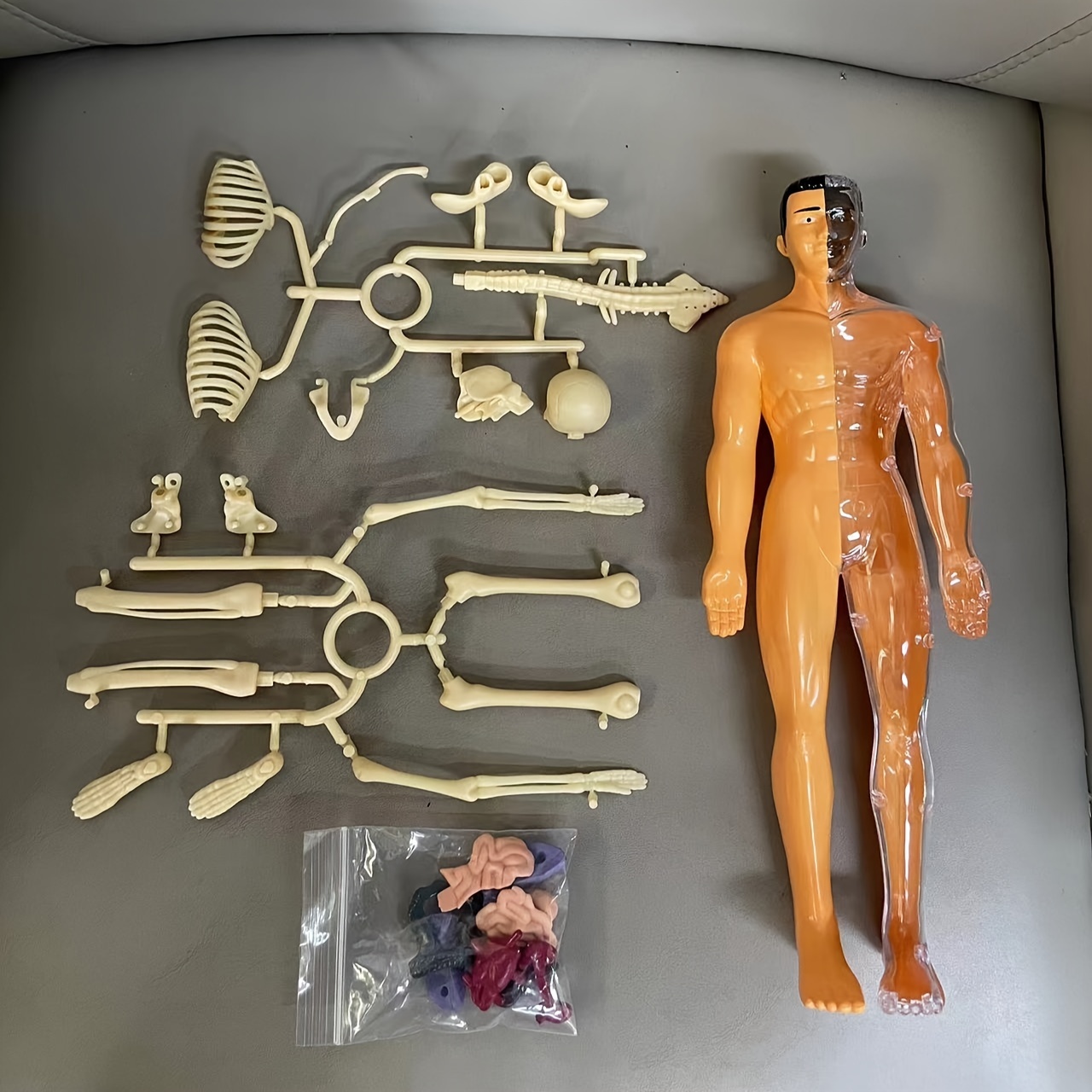 Modèle d'assemblage anatomique 3D du squelette humain, apprentissage  éducatif des organes humains, jouet assemblé, outils d'enseignement  scolaire – les meilleurs produits dans la boutique en ligne Joom Geek