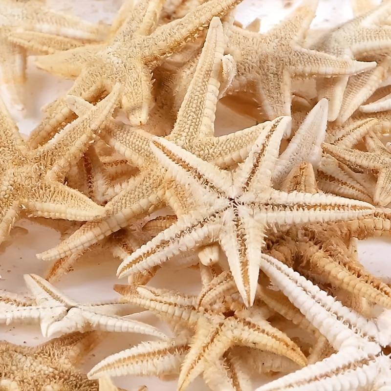 Natural Starfish Seashell Sea Shells Home Decoration - Temu