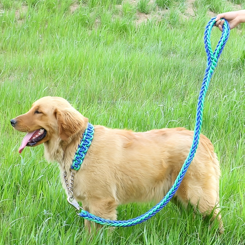 un entrenamiento con correa para perros