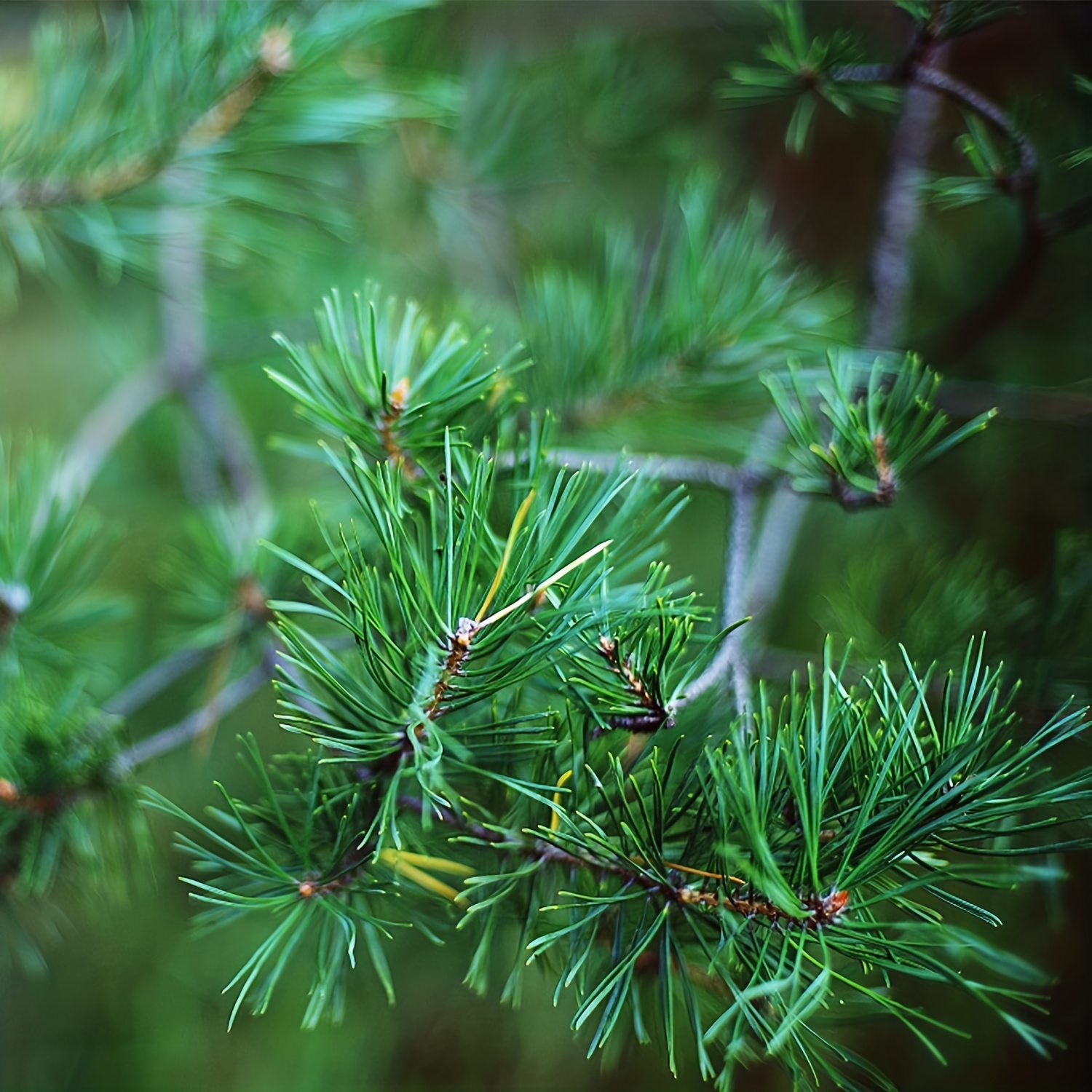 Artificial Green Pine Needles Branches Small Pine Twigs - Temu