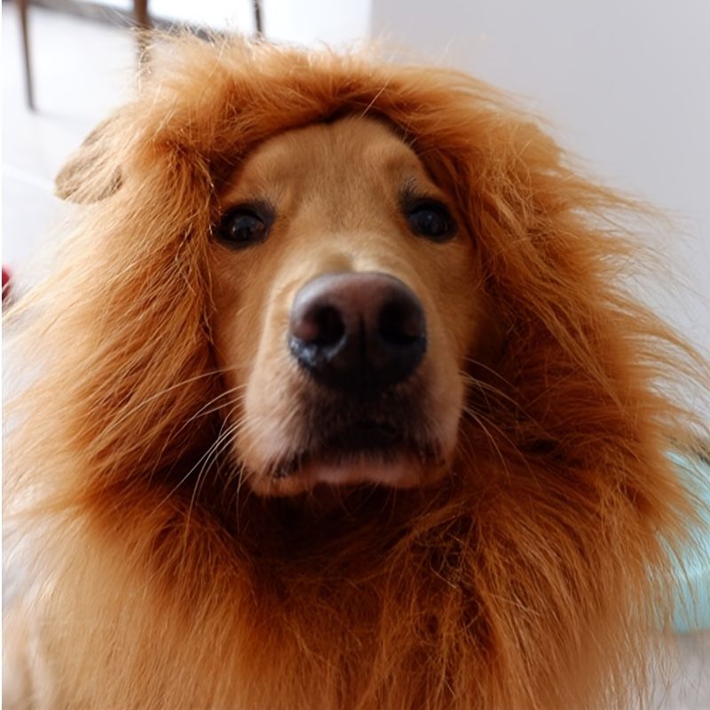 Cute Lion Dog Hair Clip Pet Hair Extension Fake Hair Pet Supply Cat Dog  Hairdressing Products - Pet Supplies - Temu