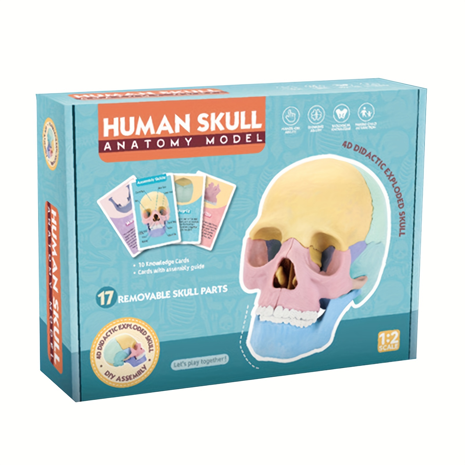 1:2 Human Skull Model Assembly 4D Detachable Specimen Skull Model Skull  Oral Teaching Skeleton Art 17 Accessories 8 Color Matching Instruction  Cards 1