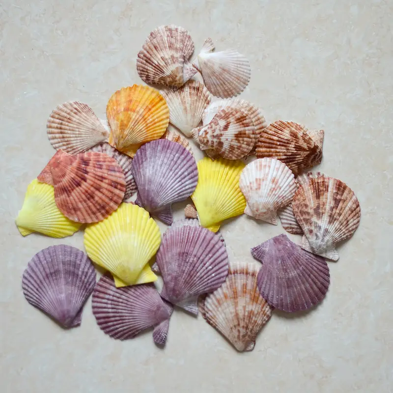 Pecten Natural Colorful Scallop Sea Shells Fish Tank /home - Temu